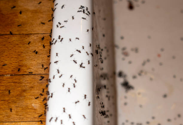 Best Bed Bug Extermination  in Bunkie, LA
